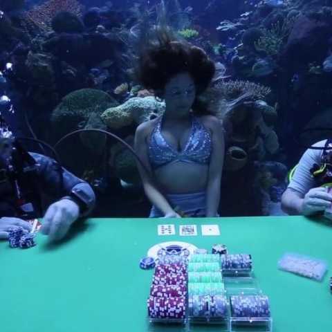 Подводный покер среди акул, скатов и экзотических рыб