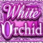 White Orchid: White Orchid