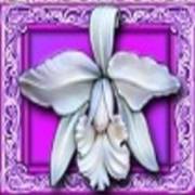 White Orchid: Орхидея